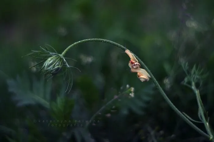 I Used The Bokeh Method To Capture Snails (35 Pics)