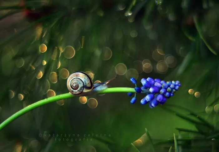 I Used The Bokeh Method To Capture Snails (35 Pics)
