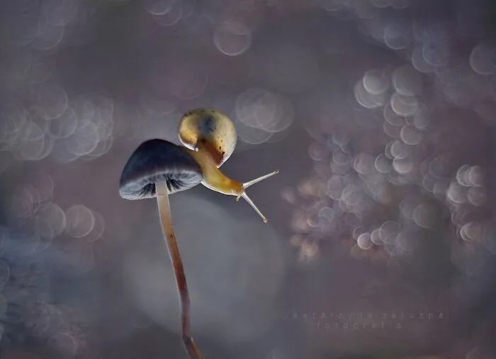I Used The Bokeh Method To Capture Snails (35 Pics)