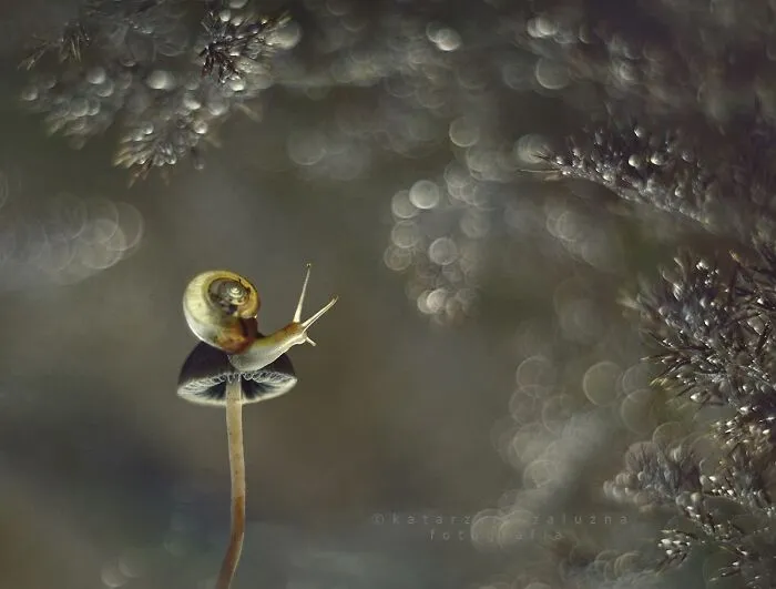 I Used The Bokeh Method To Capture Snails (35 Pics)