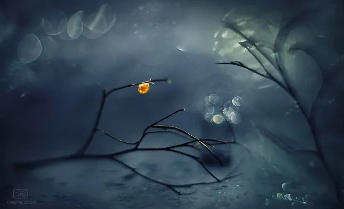 I Used The Bokeh Method To Capture Snails (35 Pics)