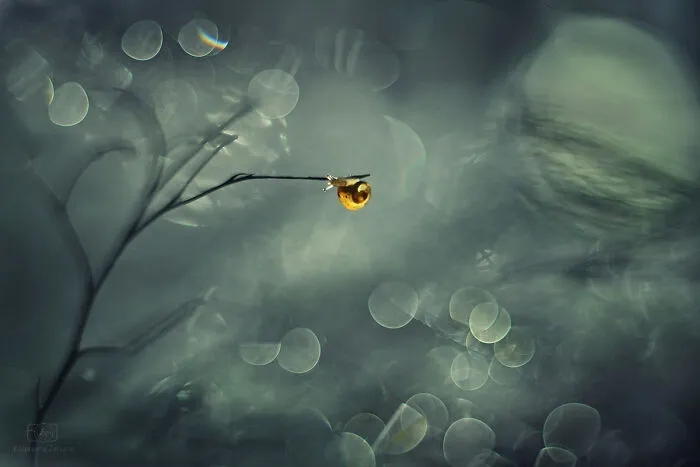 I Used The Bokeh Method To Capture Snails (35 Pics)