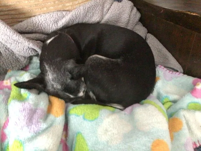 My Good Boy Mojo