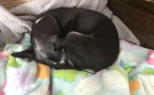 Hey Pandas, Show Us What Your Pet Is Doing Right Now (Closed)