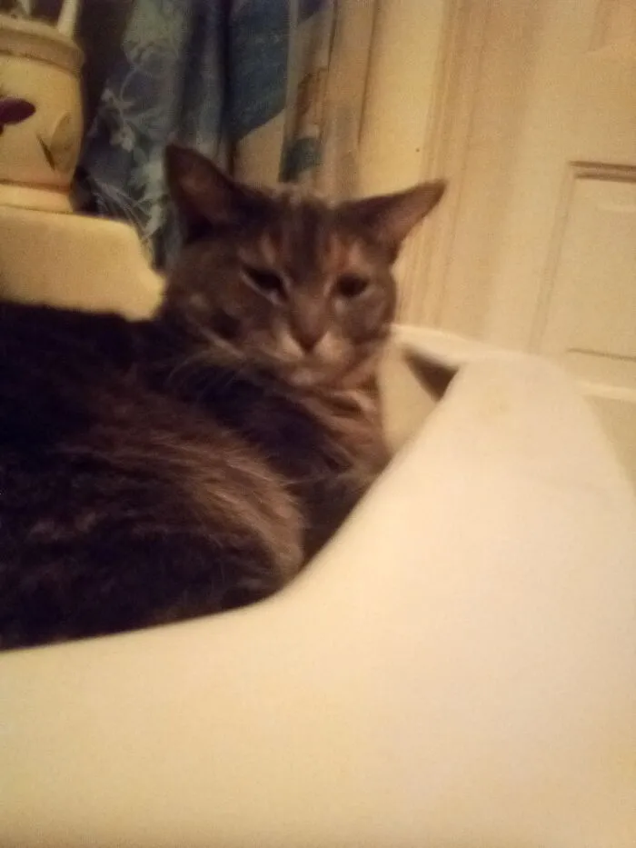 Smokey Chilling In The Sink