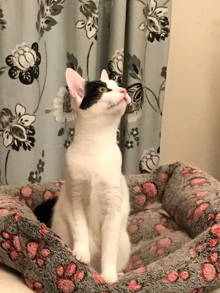 Moth, Hooman. Moth! Eanie Waiting For Victim To Come Closer