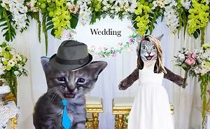 Hey Pandas, Make This Cat Happy Again By Photoshoping It (Closed)