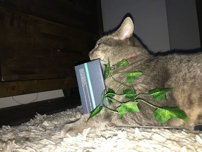 Trying To Fit His Fat But Into A Small Box