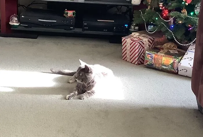 Grandkitty Enjoying The Sun From Our Big South Window.