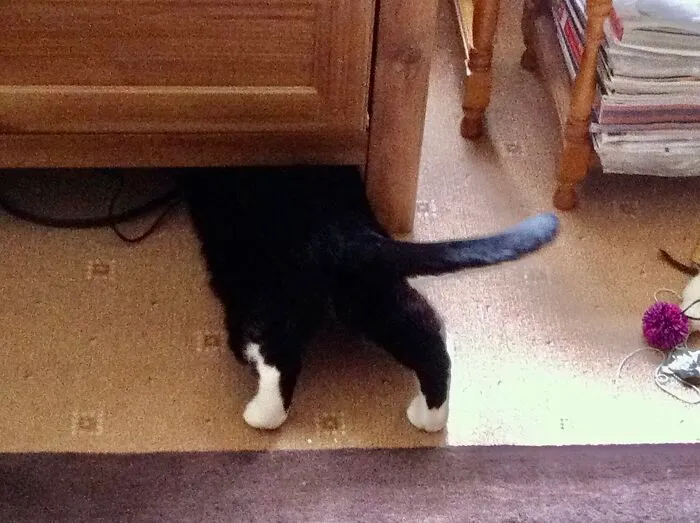 Gusto Discovering That He Does Not Fit Under The TV Unit, Trying To Wiggle Himself Out