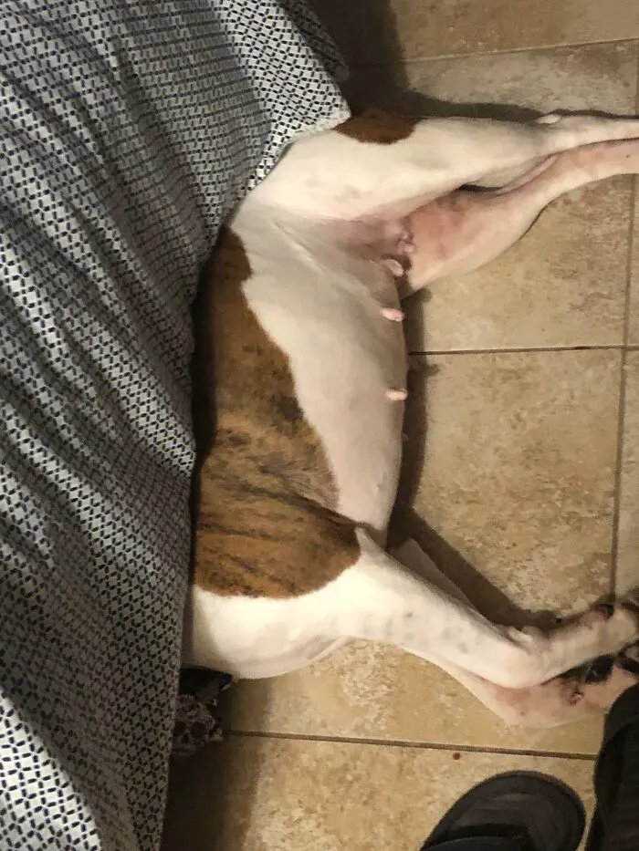 My Lazy Lacie, Go Away Don’t Bother Me.