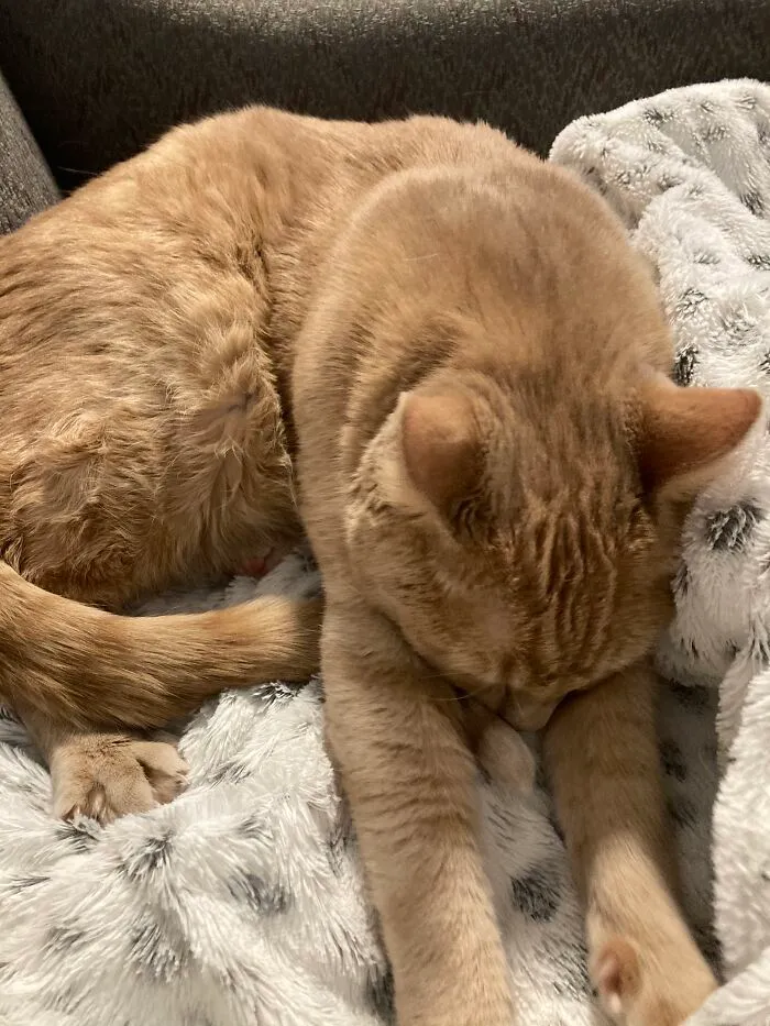 This Is Linus. He Sleeps By Me Every Day During School.