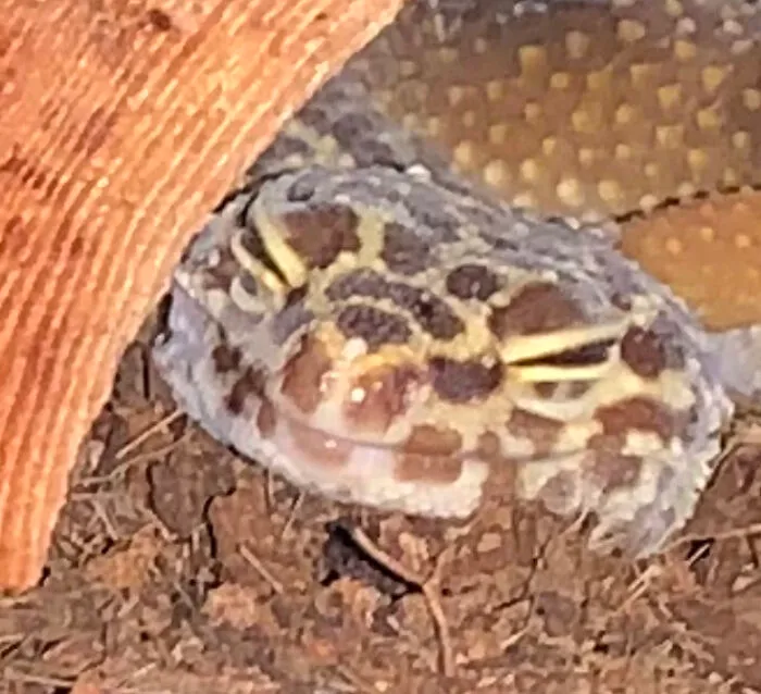 He Must Be Having A Great Dream......