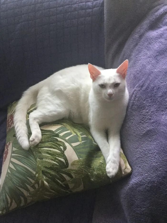 Blanca Gris Monkey Being Demure