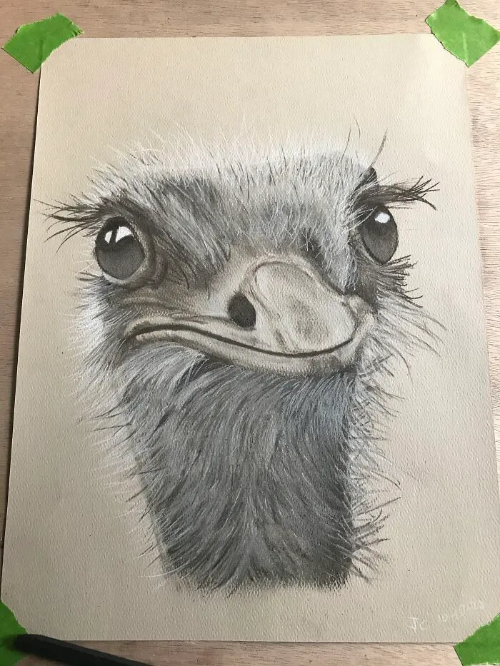 An Ostrich