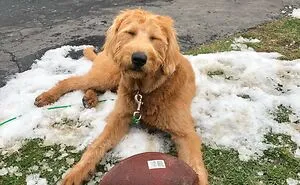 Hey Pandas, Post The Derpiest Photo Of Your Pet That You Have (Closed)