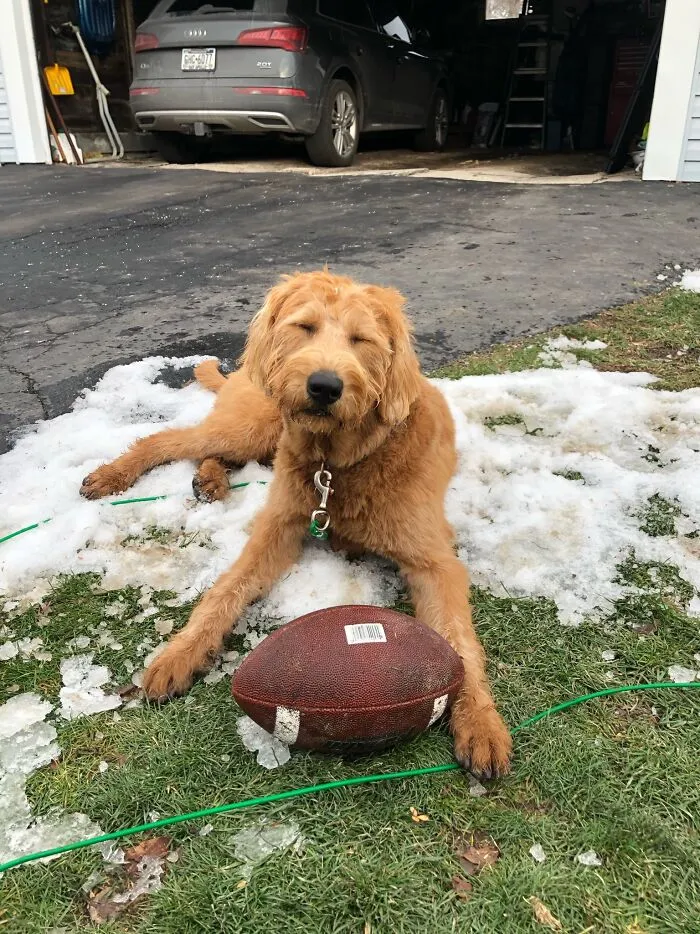 Nala Loves Her Football