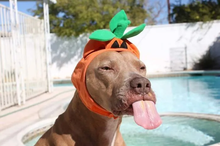Pumpkin Dog