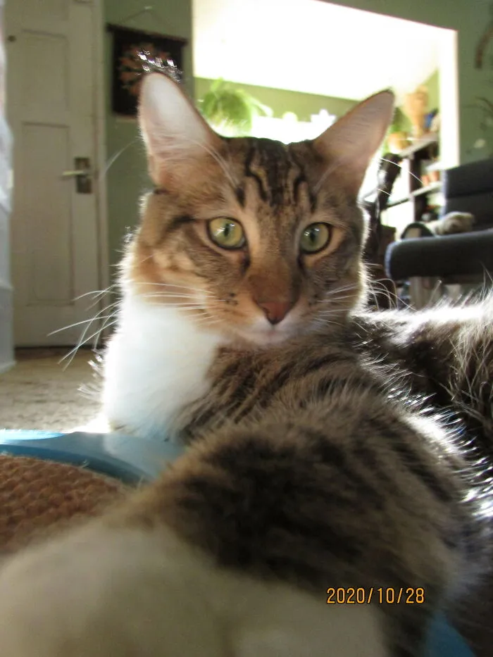 My Cat
