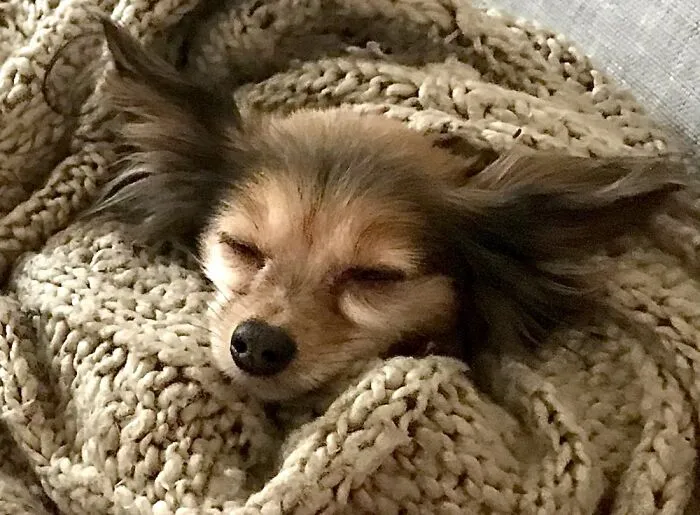 Little Leo That Is