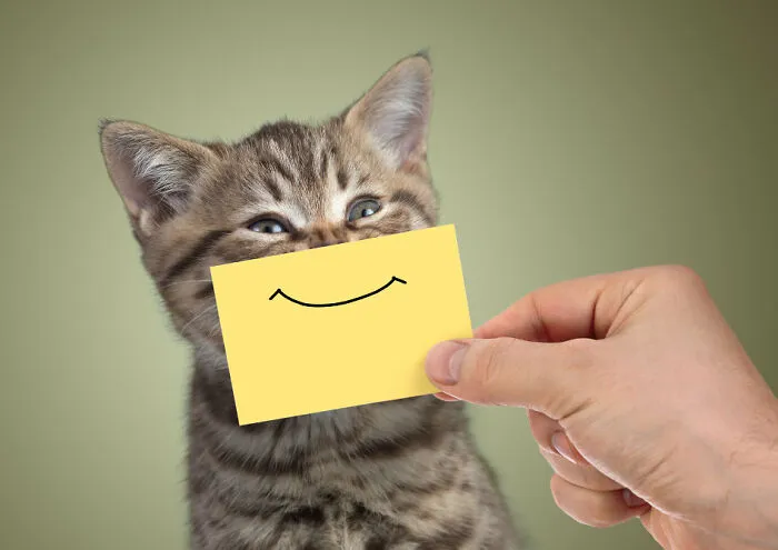 Smiley Cat