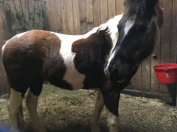 Oreo Pony