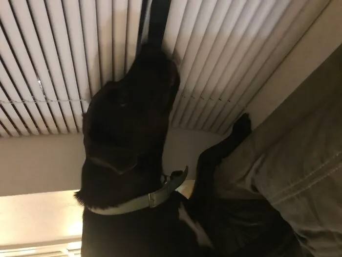Hey Pandas, Post A Pic Of Your Pet Doing Something Odd Or Unusual (Closed)