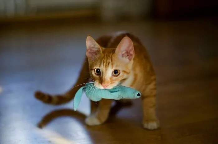 She’s Not Letting Go Of That Toy Rat Unless I Pet Her