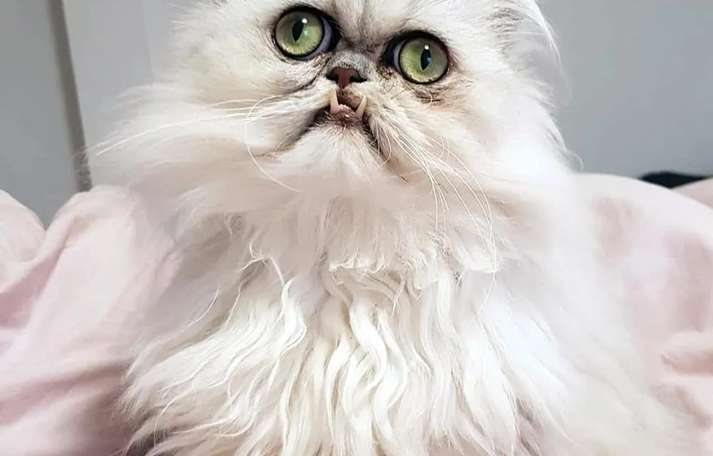 Hey Pandas Post The Weirdest Pic Of Your Pet