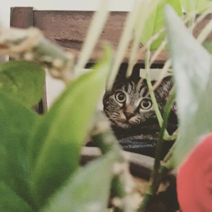 My Cat