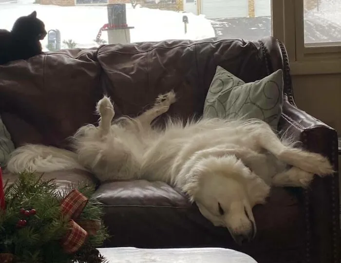 Too Much Dog Park