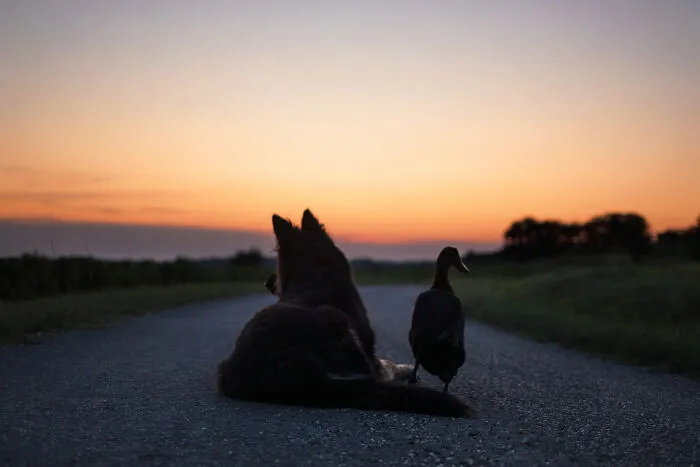 Watching The Sunset