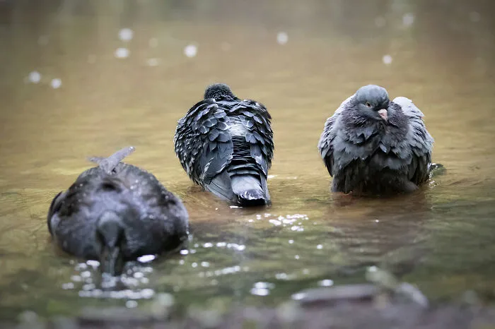 How Many Ducks Do I Have?!