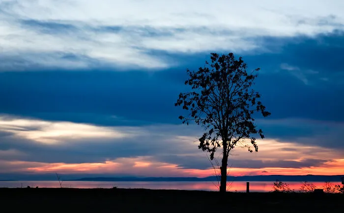 Leaving The Lonely Tree On The Top Of The Rocks