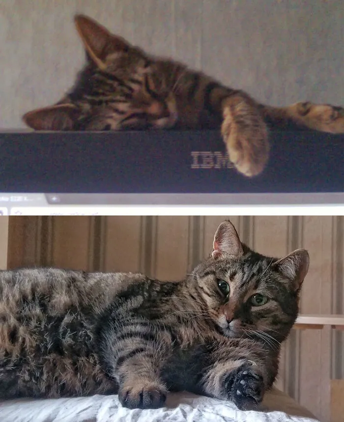Mimi