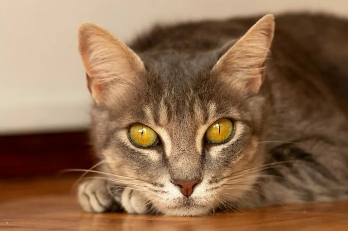 My Girl Gandalf. She Is A Rescue. She Was A Bit Feral When We Took Her In. She Is Very Sweet Now