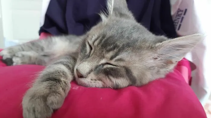 😻