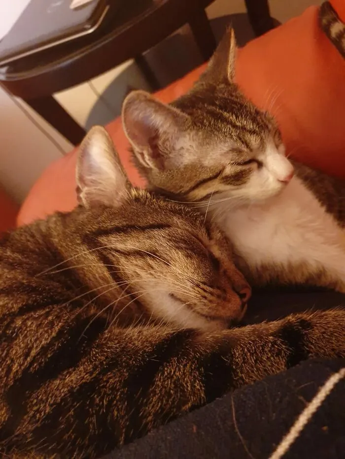 Asclepio And Pinky