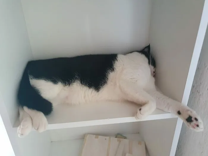 My Sisters Cat Everyone
