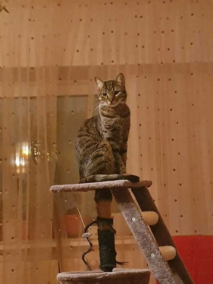 Majestic Cat Asclepio