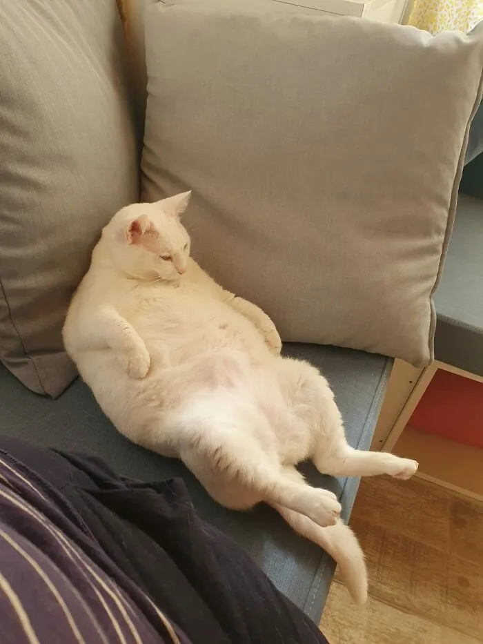 I Assure You, She Is On A Diet