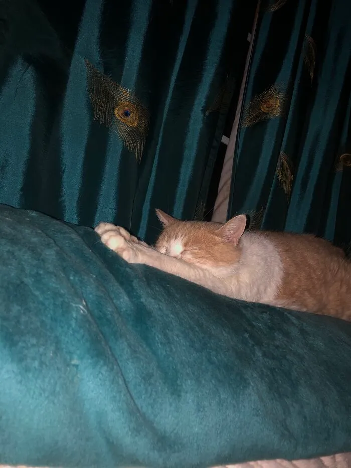 All Hail The Fuzzy Blanket