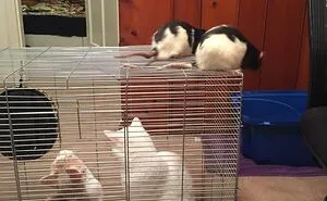 Hey Pandas, Are There Any Rat/Mouse Lovers Out There? Share Your Funny Pics Of Your Pet (Closed)