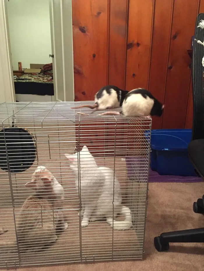 All Four Of My Boys While I Am Cleaning Felix's And Rufus's Cage, That Cats Are Very Curious  About What They Do In The Cage!