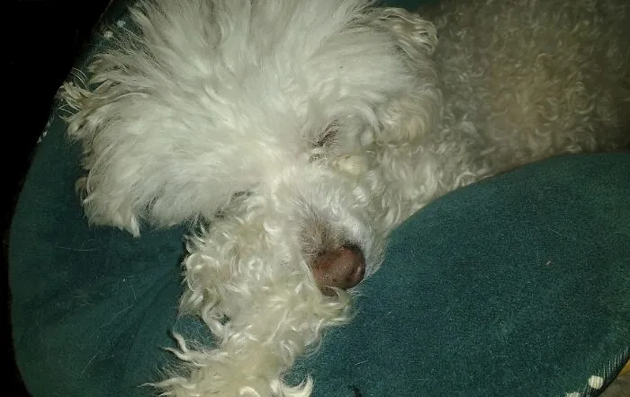 Henry, Now At The Bridge.  I've Loved All My Dogs, But When He Went He Took A Part Of Me With Him.