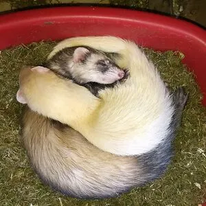 Tess the ferret
