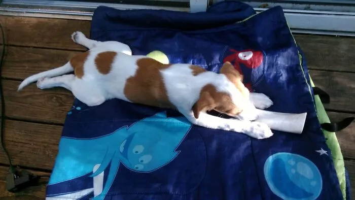 He Fell Asleep Mid-Gnaw... And He Still Sleeps Corgi Butt Style.