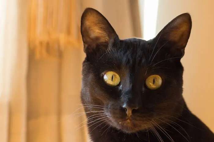My Kuru Neko. The Sweetest Cat I Have Ever Had