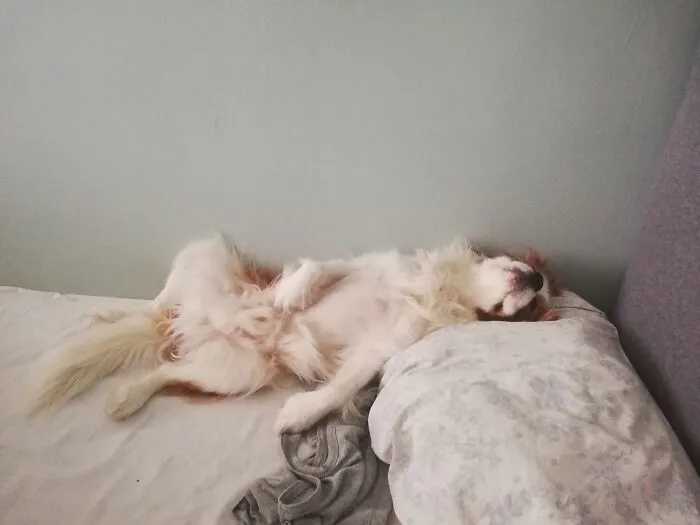 I Wish To Sleep As Relaxed As Him One Day