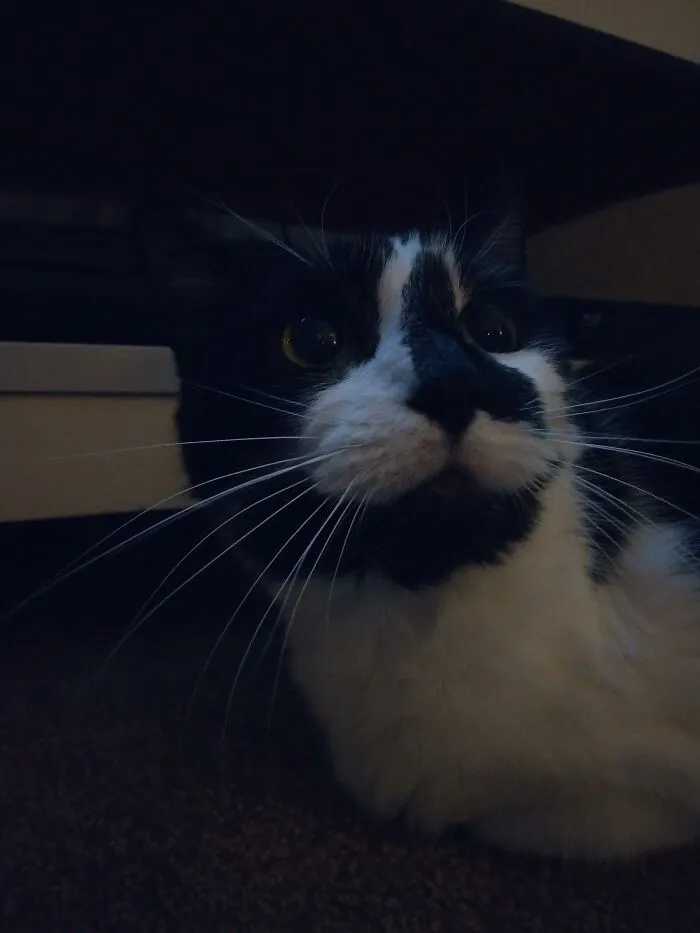 My Crazy Cat Smudge Was Always Pure Happiness And I Will Always Be Grateful For All The Happiness She Brought Me.